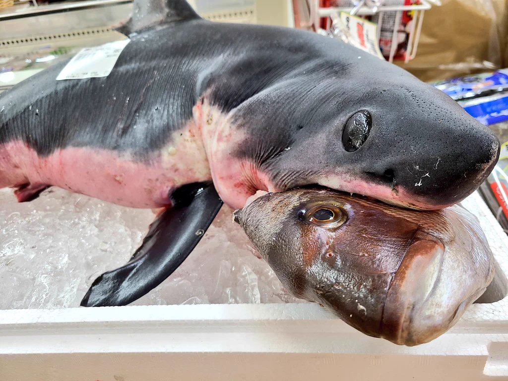 生のジョーズ（鮫）が９８０円でスーパーの店頭に並ぶ