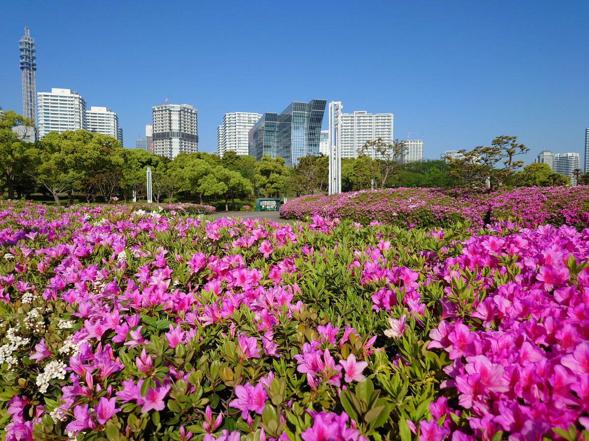 ツツジのきれいな季節になりました。「花は心の栄養」という言葉を噛みしめながらの早朝ランニング。