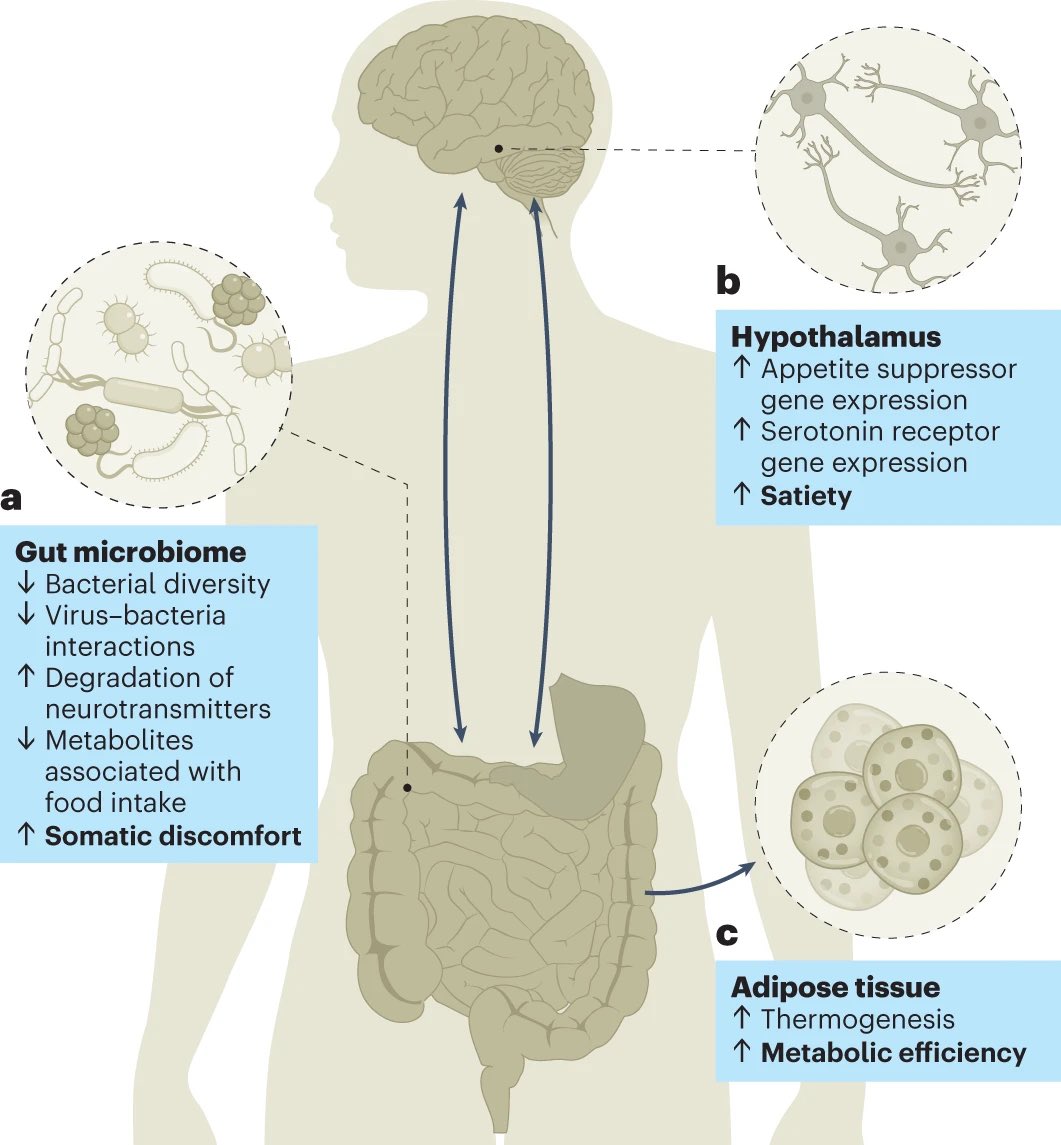 jfcryan's tweet photo. The gut microbiota contributes to the pathogenesis of anorexia nervosa in humans and mice- Fascinating new paper in @NatureMicrobiol 
https://t.co/OF0tQFhiZf

News &amp; views here
https://t.co/J9IXMIZlAA https://t.co/gH9WyobJ39