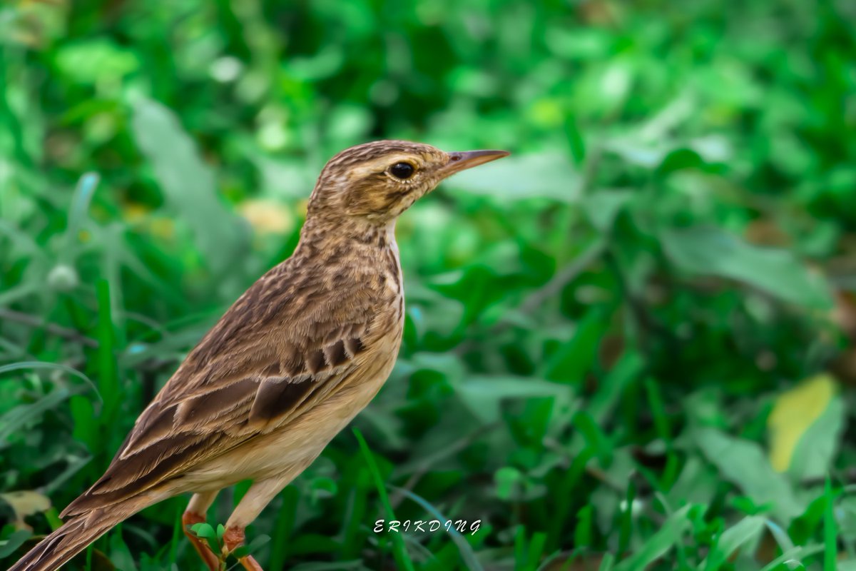ErikDing868's tweet image. #paddyfieldpipit

#birds #birdwatching #bird #nature #birdphotography #birdsofinstagram #wildlife #naturephotography #birding #wildlifephotography #birdlovers #photography #naturelovers #birdstagram #birdlife #canon #animals #bestbirdshots #photooftheday #BBCWildlifePOTD