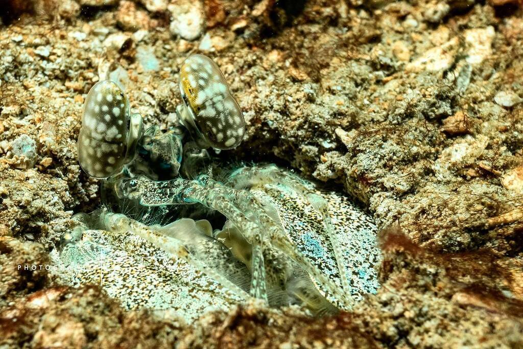 White #mantisshrimp #Pullosquillalitoralis #nosybe #madagascar ⁣
.⁣
.⁣
.⁣
.⁣
.⁣
#dive #diving #fish #ocean #oceanlife #padi #scuba #scubadive #scubadiver #scubadiving #sealife #underwater #underwaterlife #underwaterphoto #underwaterphotographer #… instagr.am/p/CrPz7WfueRn/