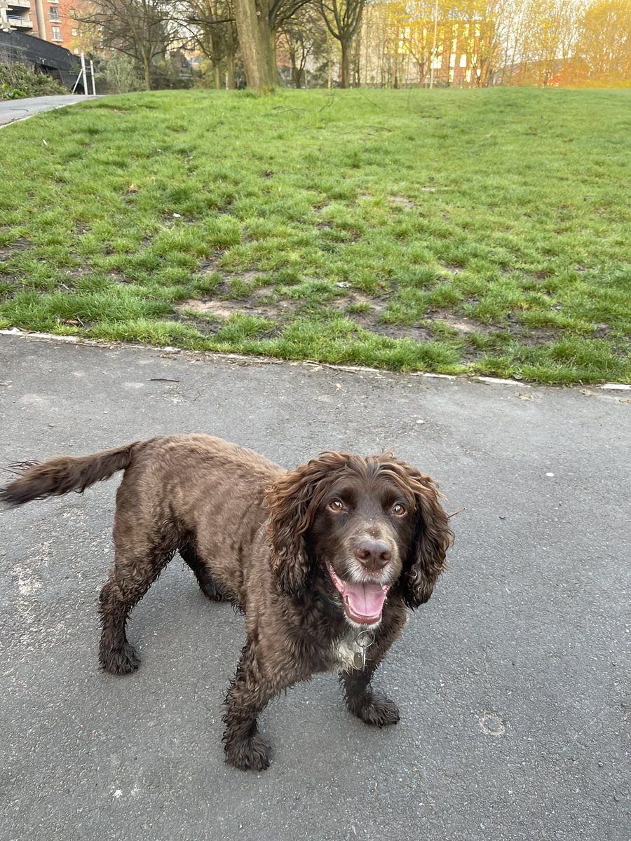 Alison MacFadyen (@fads86) on Twitter photo All ready for the final day of <a href="/MicrobioSoc/">Microbiology Society</a> Annual Conference after a morning run with <a href="/TarkaMcSpaniel/">Tarka McSpaniel</a>.  #Microbio23 All ready for the final day of <a href="/MicrobioSoc/">Microbiology Society</a> Annual Conference after a morning run with <a href="/TarkaMcSpaniel/">Tarka McSpaniel</a>.  #Microbio23