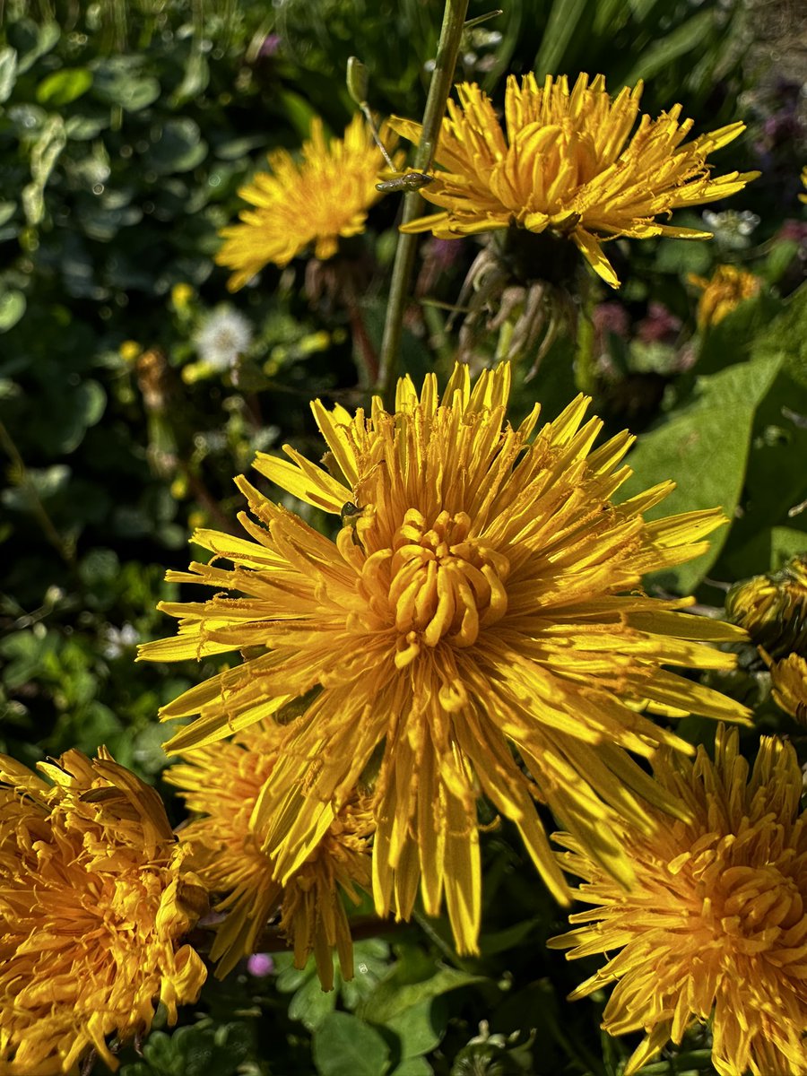 WeedAdd's tweet image. Good morning