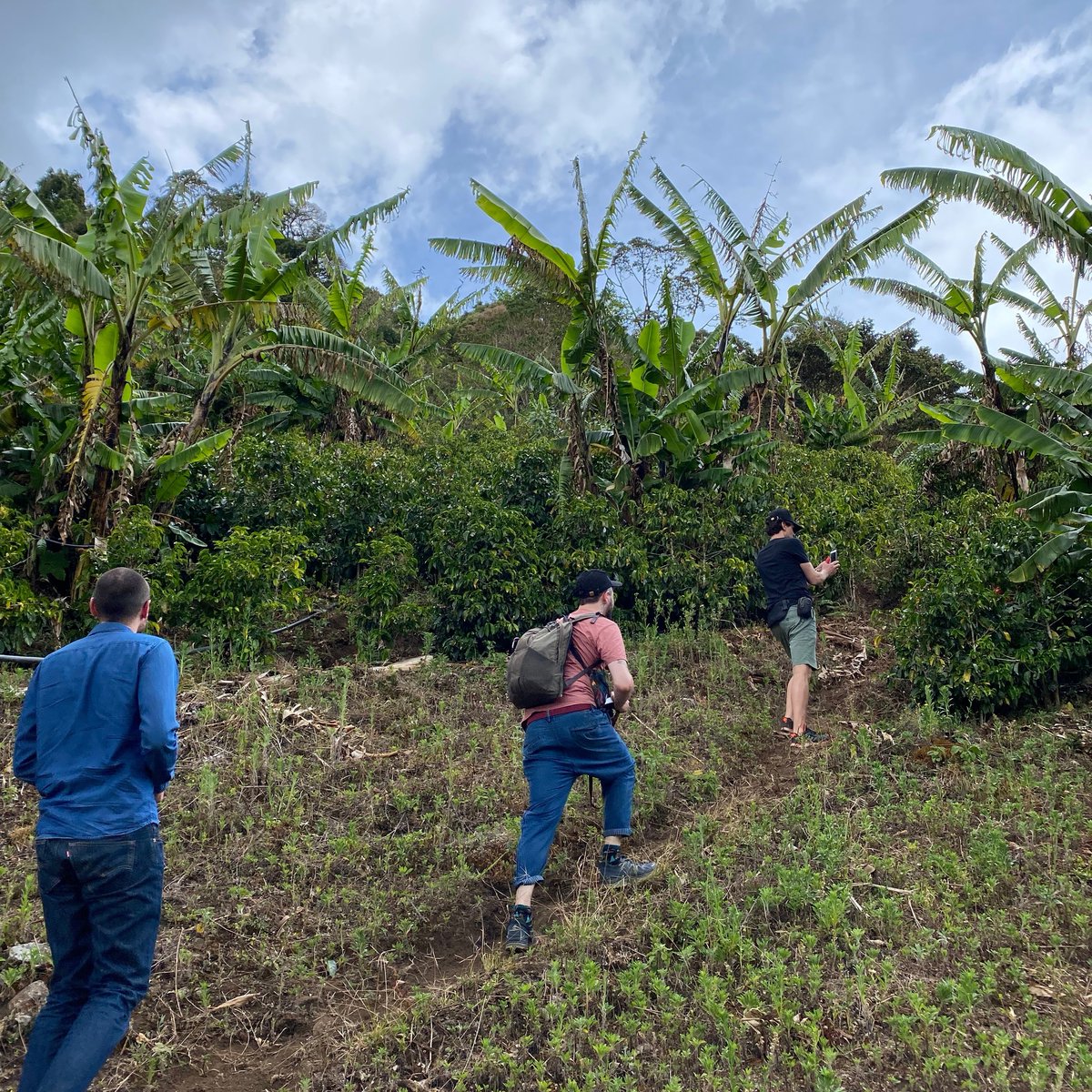 PlantingCostaRi's tweet photo. FINCA COPEY - This farm is located in Copey de Dota and belongs to Don Ivan. These plants are found at more than 1900 masl, therefore it brings us a clean and balanced cup to the table. https://t.co/gTmVPiGrGk