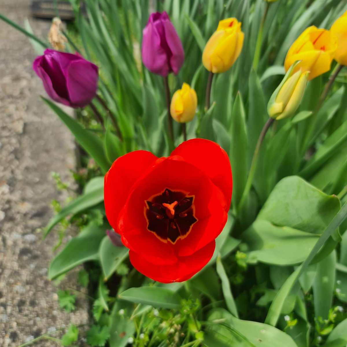 Michie_one1's tweet photo. @BBCBreakfast talking of tulips look at these from my Mums garden! https://t.co/drfQ6lkuyo