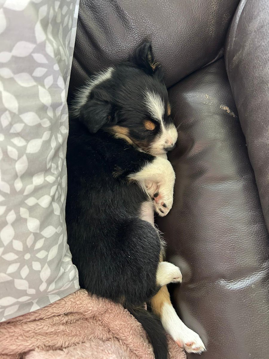HartCollie's tweet photo. 💤 😴 💤 😴 💤
Do I need to wake up ? I'm catching up with my Beauty Sleep 💤
#RubyTheRescue
#PuppySpam
#RubyFromWales https://t.co/0Y3kiqIJtF