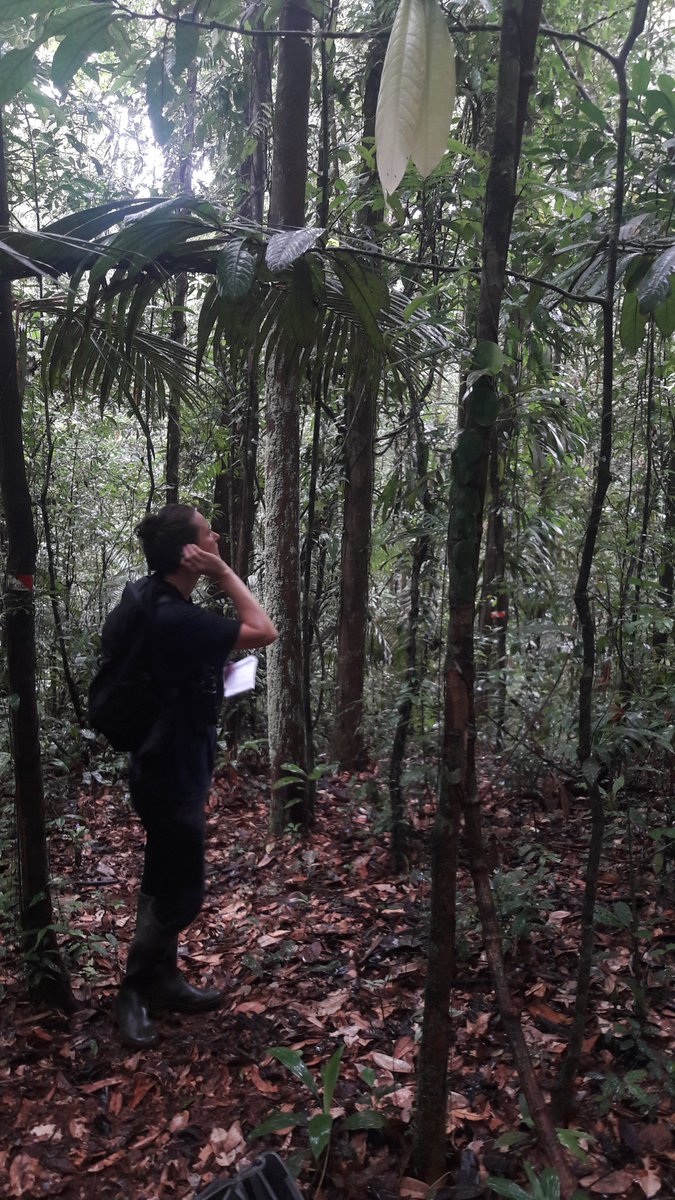 Station de recherche des Nouragues - LEEISA - CNRS tweet media