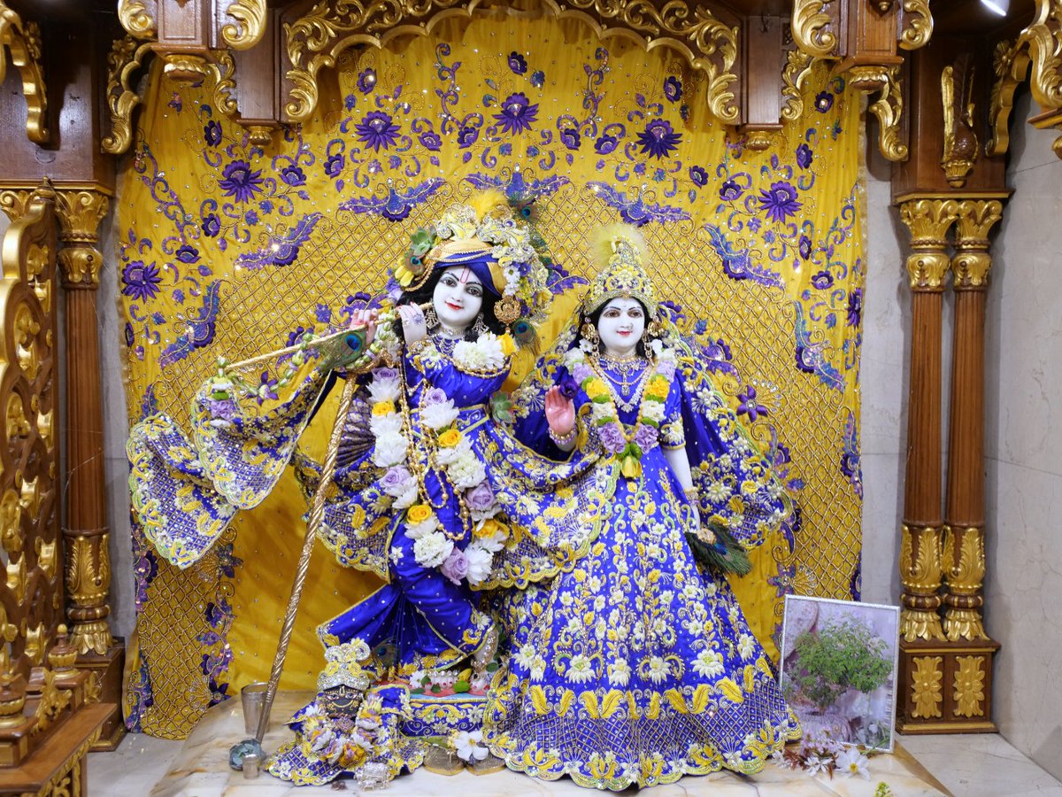 iskconlondon's tweet photo. Today's Deity darshan in Yellow &amp; Purple #krishna #radharani #radhakrishna #girigovardhan #gauranitai #jagannath #baladev #subhadra #srilaprabhupada #deities https://t.co/Efe9zst0lo