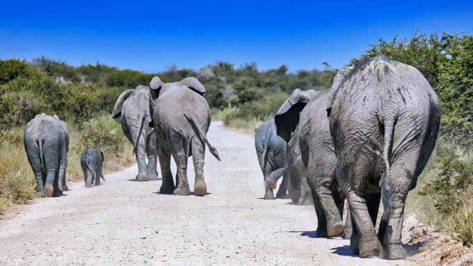 ErnstvAll's tweet photo. Lahme Giganten
Die Riesen im #Tierreich kommen nur relativ langsam vom Fleck. Womöglich schmälert das ihre Überlebenschancen in der heutigen Umwelt.
https://t.co/9Q6X6wMPJT https://t.co/xVZXTxgkSE