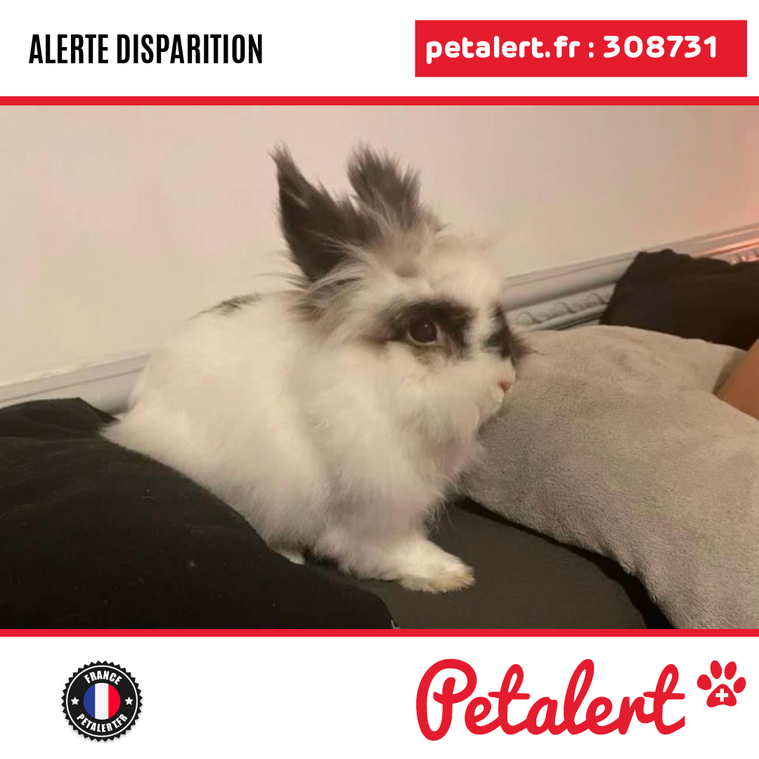 petalert_france's tweet photo. Disparu #Lapin #LoireAtlantique #LePellerin #Petalert #PetAlert44 / https://t.co/h04bP6EM05 https://t.co/gbxknJ3TA4