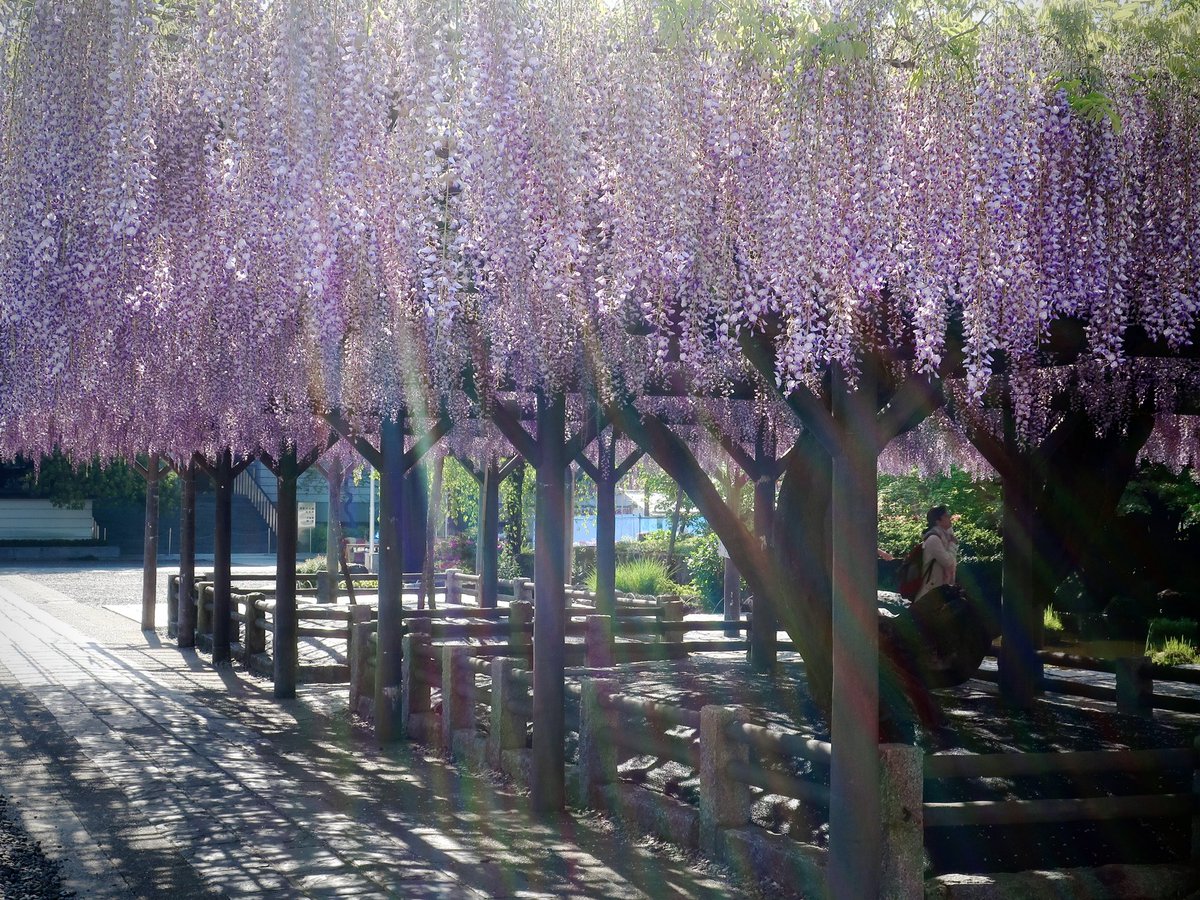 I love how these garlands of wisteria seem to glow from within #nishiaraidaishi
