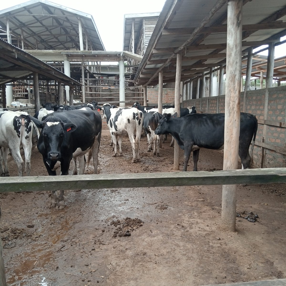 NgaruyeFarm's tweet photo. Good morning from this side 🐄🐄 https://t.co/1MyCaWdk8a