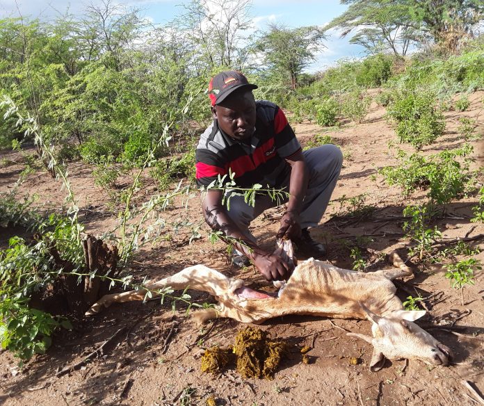 ScienceAfrica5's tweet photo. #Kenya : Baringo’s Indigenous Communities Overcoming Powerful, Intrusive #Mathenge

#KEFRI’s research reveals that Prosopis juliflora spreads rapidly due to  its powerful ability to regenerate in high density
➡️🔗https://t.co/dUaJusxRm3
CC @KEFRIHQ #environment @earthjournalism https://t.co/0KmMSoRTl6