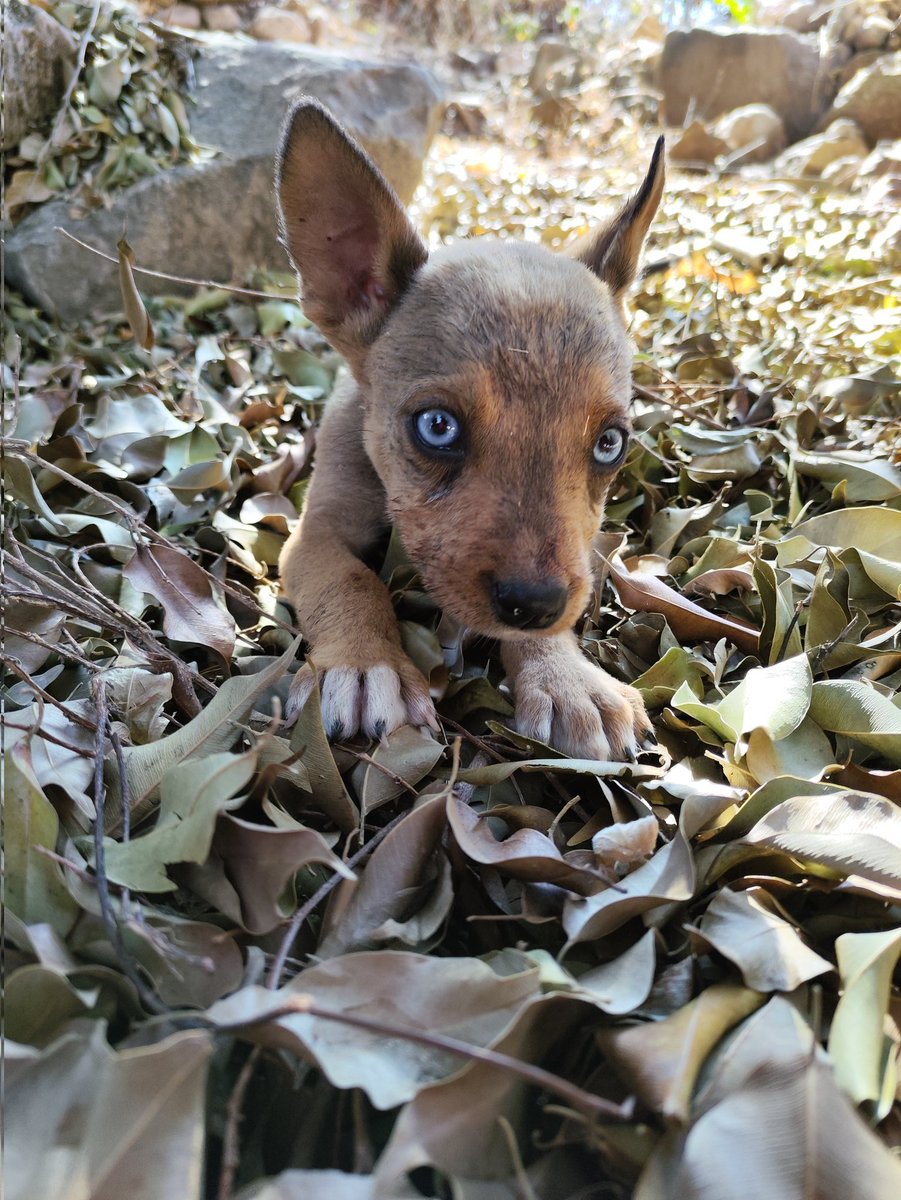 gamiimode's tweet photo. @honor_mexico @honor_mexico #HONORMagicMoments #HONORalAnimal https://t.co/aYcUsRGG7P