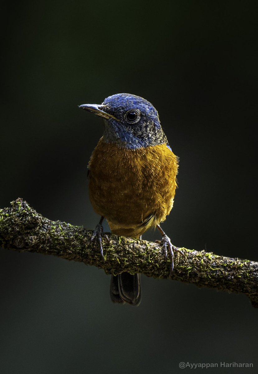 Bird with a shiny beak.
Blue-capped rock thrush. 
#IndiAves #BBCWildlifePOTD #natgeoindia #SonyAlpha #ThePhotoHour