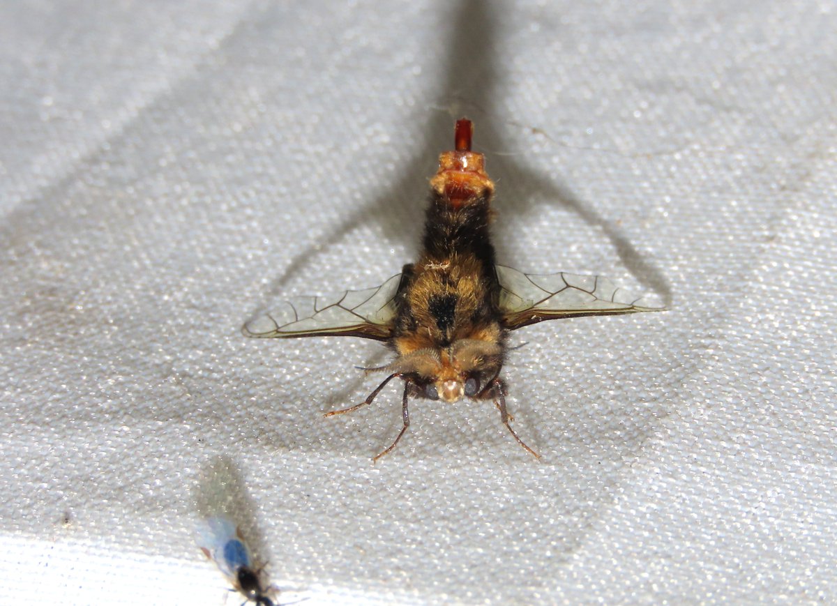 IndianaCristo's tweet photo. Animula sp. (Pychidae) es una polilla de aspecto singular, por su apariencia y comportamiento muy similar al de los abejorros. #Lepidoptera #Psychidae #polillas #mariposas #colombia #lepidopteracolombiana #Animula #moths https://t.co/FemHhoG06o