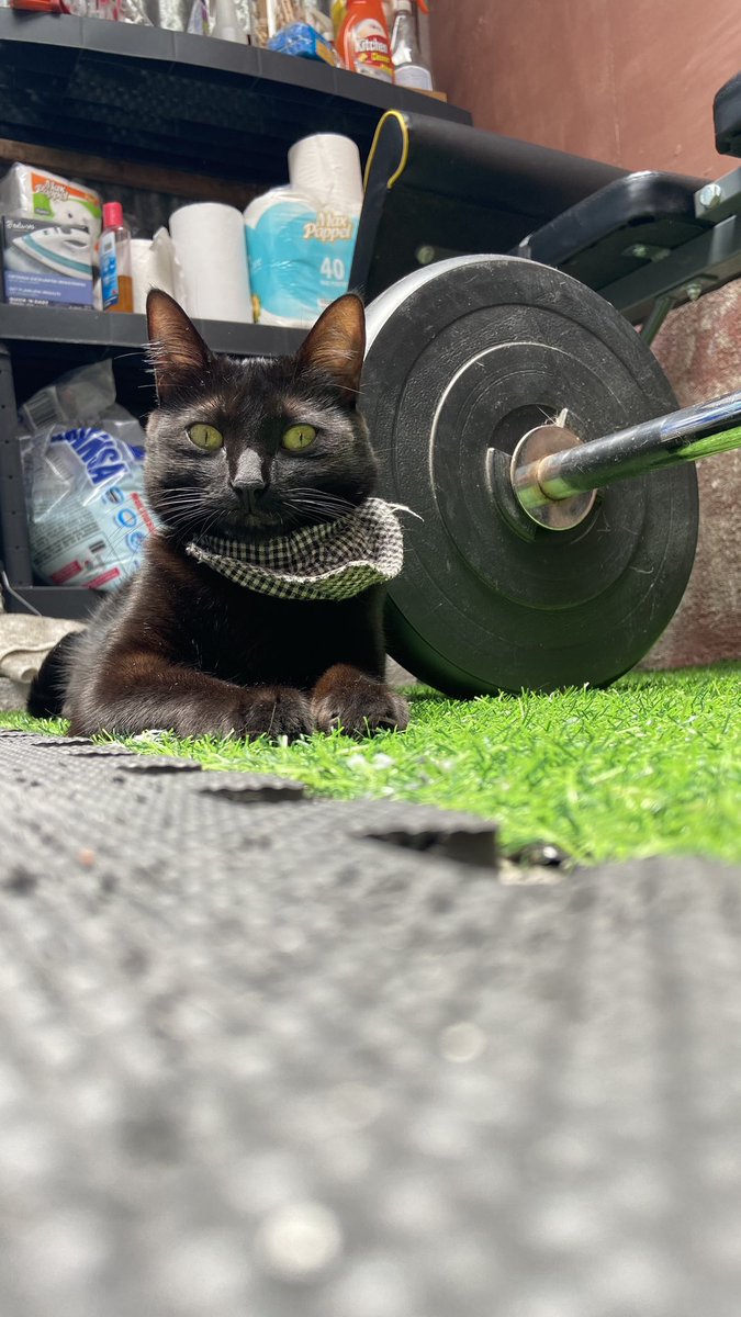 ma_gen_ta's tweet photo. @melmndz_ Nebula / Nebula #cat #BlackCat #Marvel https://t.co/8rqivQRRqm