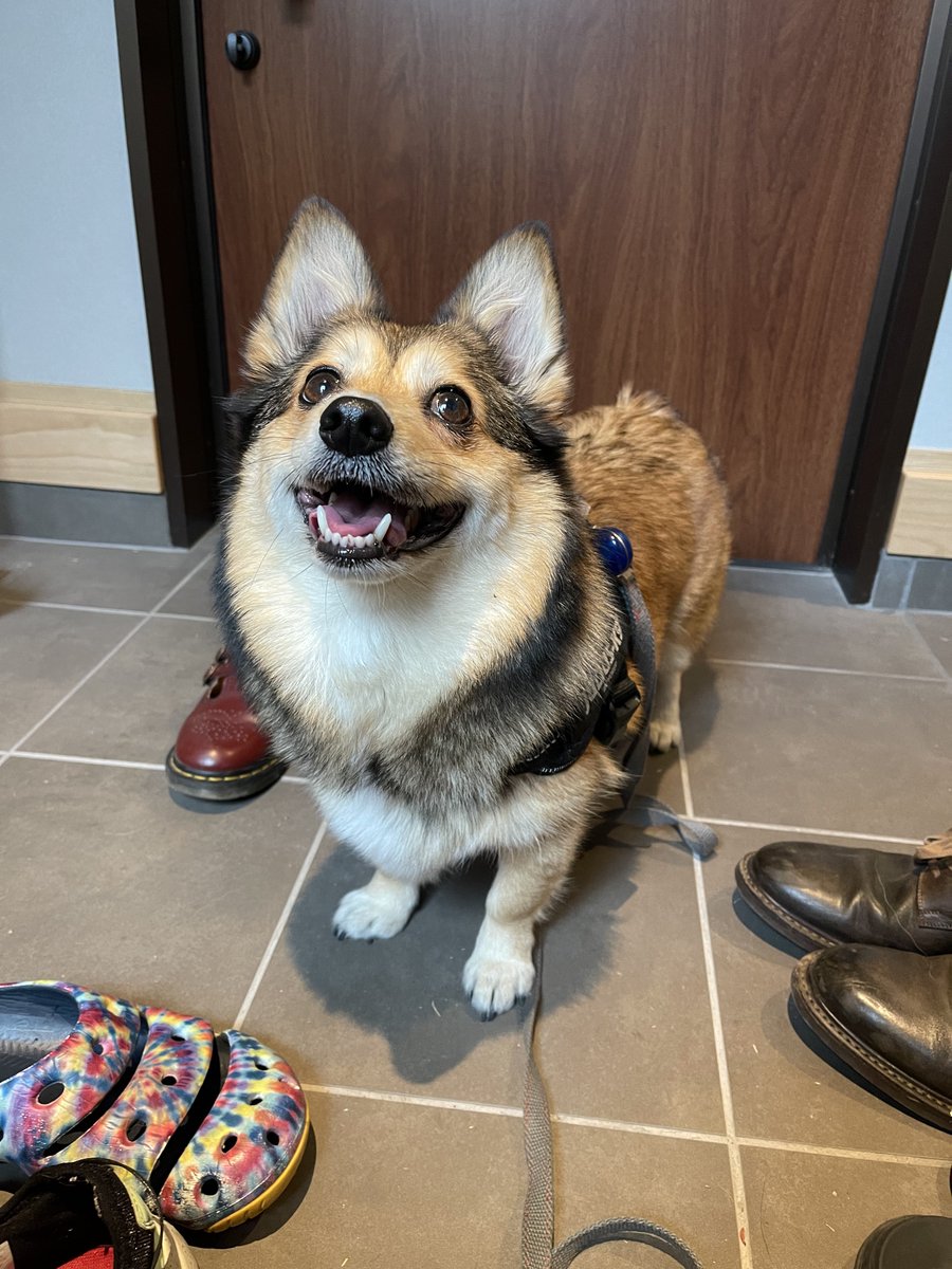 ビーグルと、コーギーのミックス犬 | 鴨子が投稿したフォトブック | Lemon8, image size:900x1200