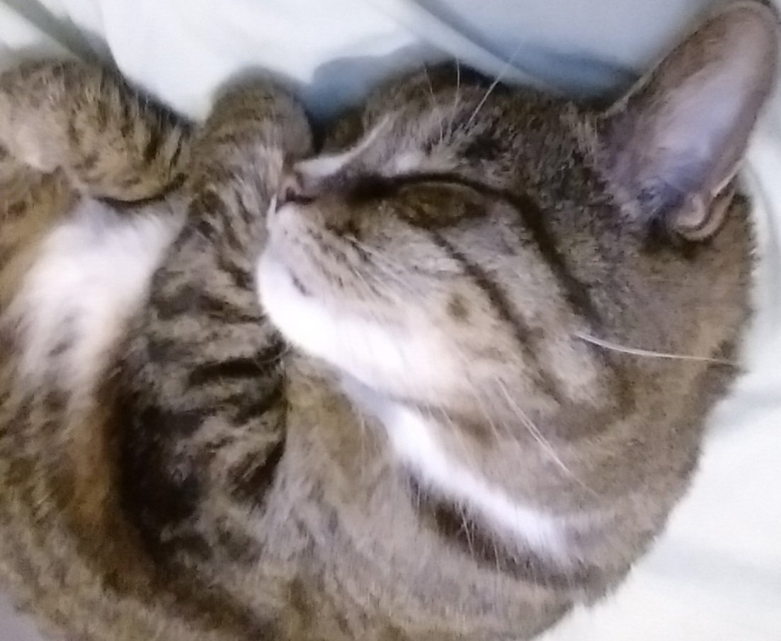 quillmama's tweet photo. @tulipgrrl Unfortunately my cat is not a celebrity,  and she's really the only one I take pictures of, well, that and screenshotting my bills. Have a pic anyway! https://t.co/sBJhnosQSK