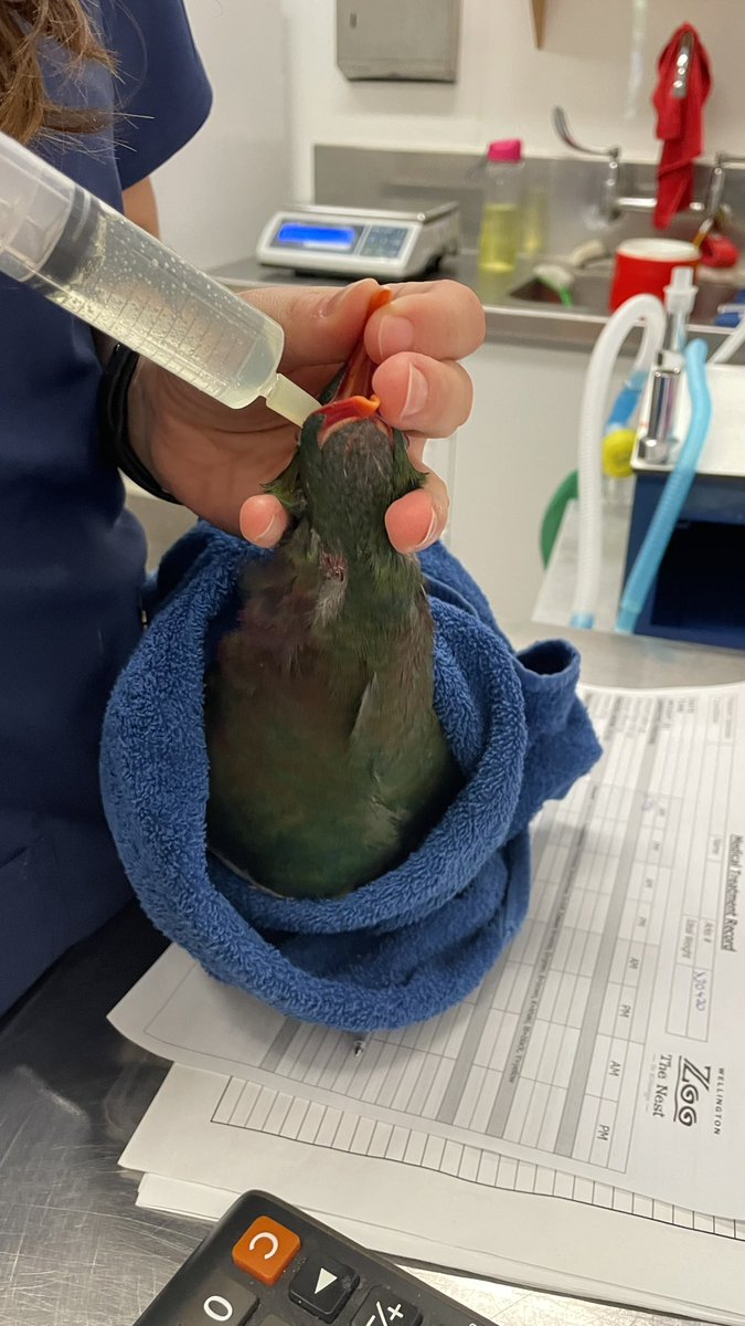 KereruDiscovery's tweet image. This adult Kererū flew though the automatic opening glass doors at the Wellington Cable Car terminal in Kelburn. Alas it couldn’t find its way out of the building and ended up smashing into the inside windows
#birdsafe #birdwindowstrike #featherfriendly #urbanwildlife
