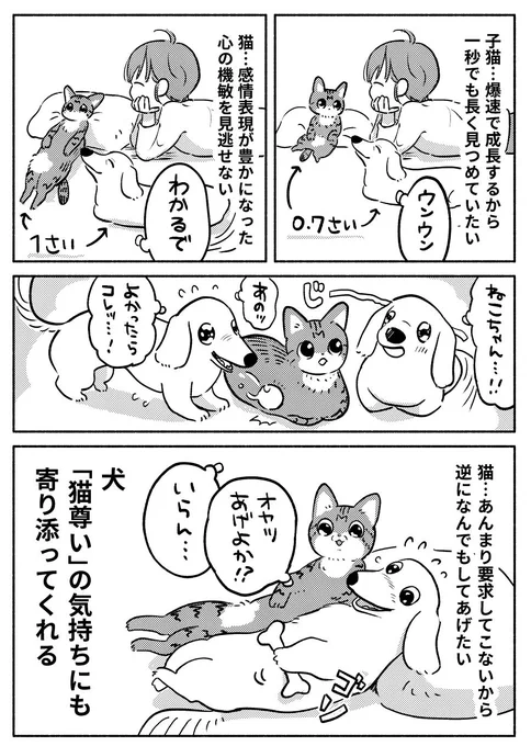 猫派の犬