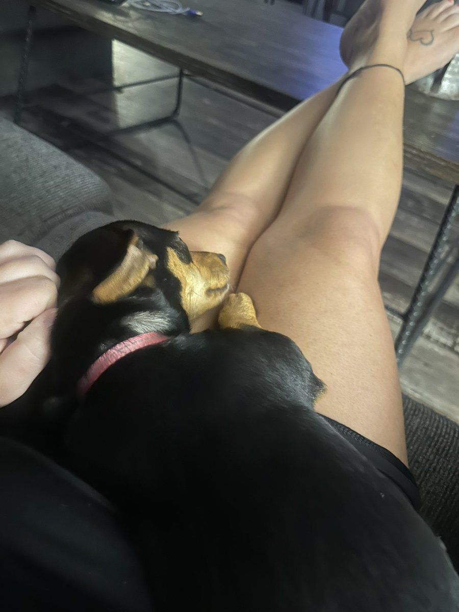 BrandiBauer19's tweet image. She makes it hard to climb in bed sometimes #roughlife #puplife
