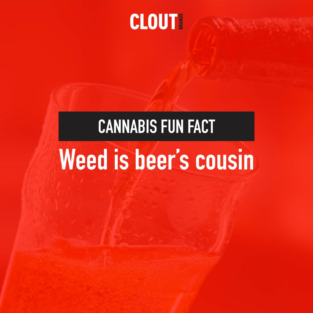 CloutBrands's tweet photo. Beer hops are in the same family of flowering plants as cannabis. That's why they look similar.

#FunFactFriday #cannabislife #cannabiscommunity
#cannabismarketing #cannabismarketingcompany https://t.co/9U488bysdO