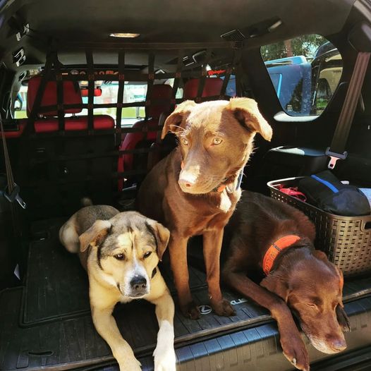 RainglerNets's tweet photo. #rainglernets is a necessity with this furry trio!
@gxovrlnd enjoy the ride and thank you for buying #madeintheusa #adventuregear !
#toyotanets #gx460 #rainglerdogs #adventuredog #overlanding #offroadgear #dogsofinstagram https://t.co/XiMr3SXJ3N