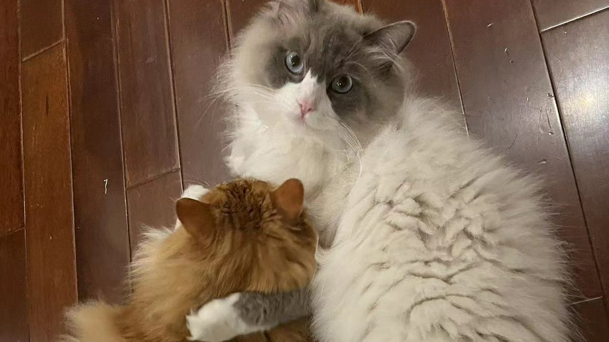 SuperZoo (🐱, 🐱) tweet media