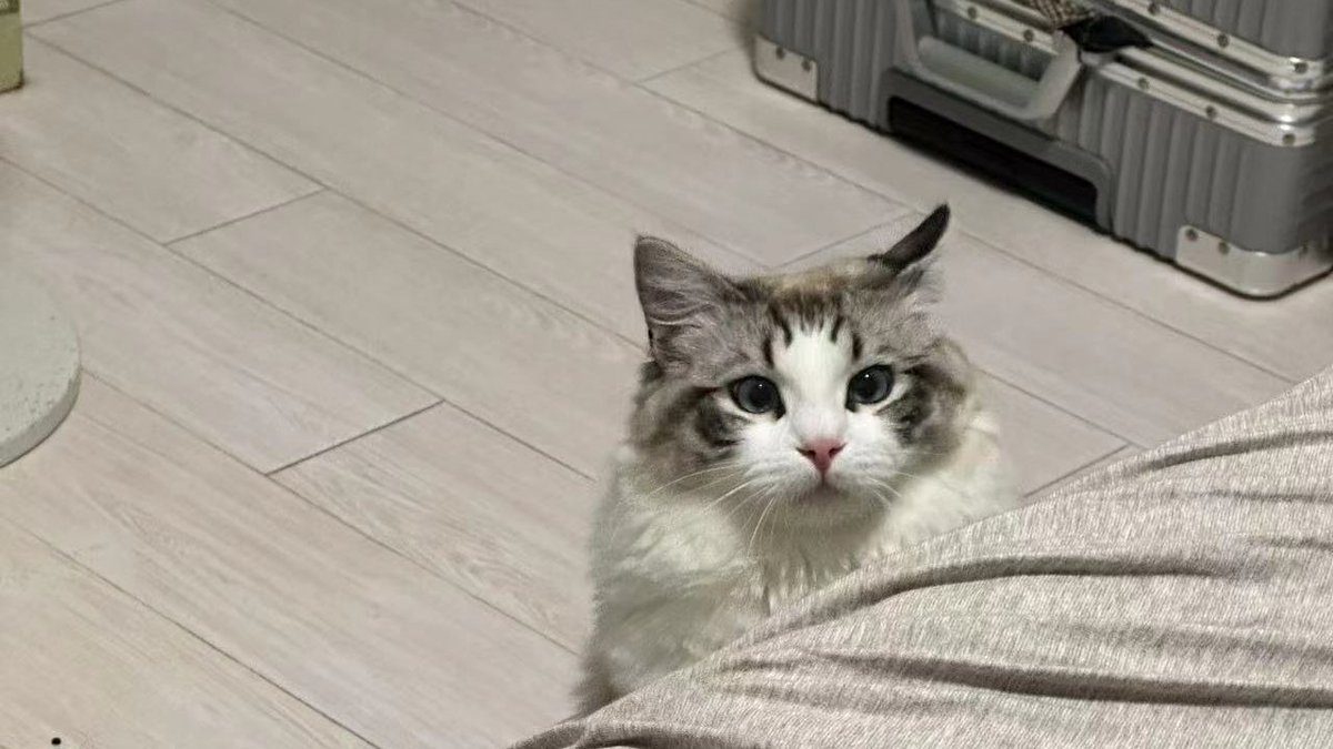 SuperZoo (🐱, 🐱) tweet media