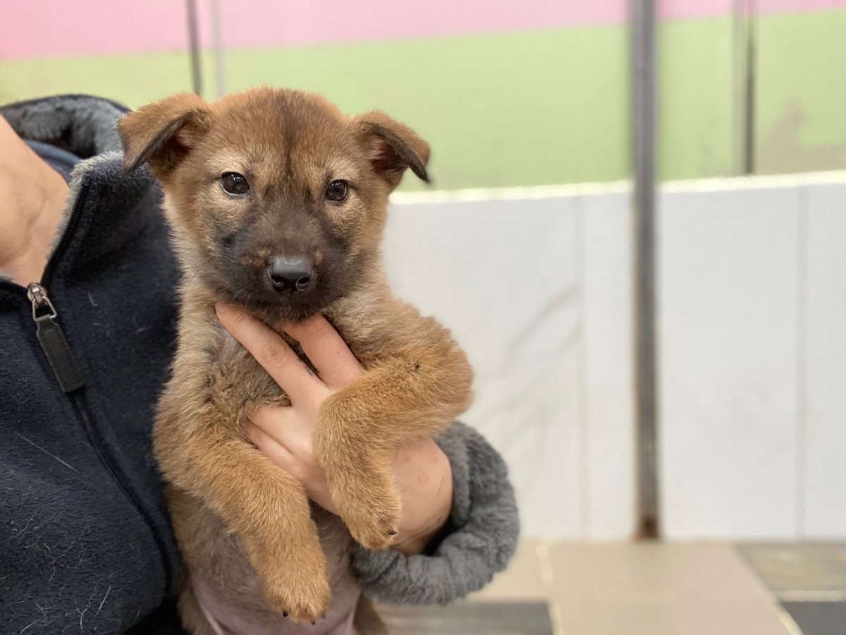 thousandandpets's tweet photo. ✔️Jeogyee
Mixed/ Girl/ 1 year old(Estimated)
Vaccination ✅ / Neutralization required
Her photos don’t do justice to her. She’s an embodiment of a beauty. She likes people very much

#gwangjuanimalshelter #availableforadoption #adoptdontshop https://t.co/ik9Of4WCek