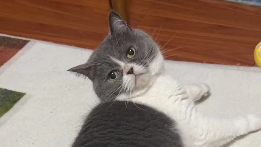 SuperZoo (🐱, 🐱) tweet media