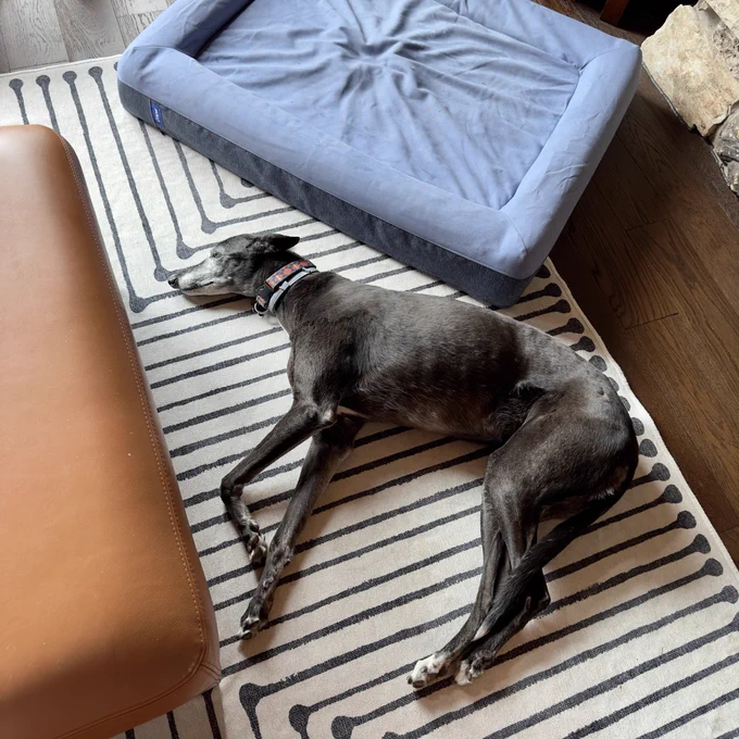 Ellie the greyhound laying on the rug with a perfectly nice bed inches away