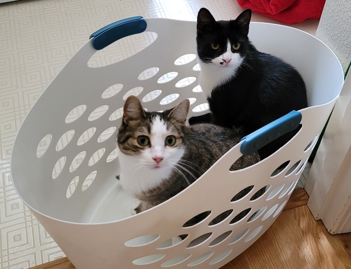 stefonmears's tweet photo. Khaavren and Taltos have paused in their busy play regimen to remind me to tell you all about something…

A StoryBundle chock full of cat stories! Cats in space. Cats and magic. Cats and crime. Cats foiling pirates. And more, so much more. 

https://t.co/0nCma9Fs7t https://t.co/tDpp2nzsOO