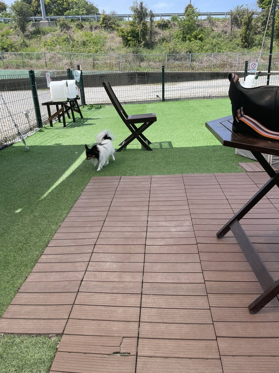 Mer_704's tweet photo. ドッグラン行ってきました https://t.co/FadcDXJ4IU