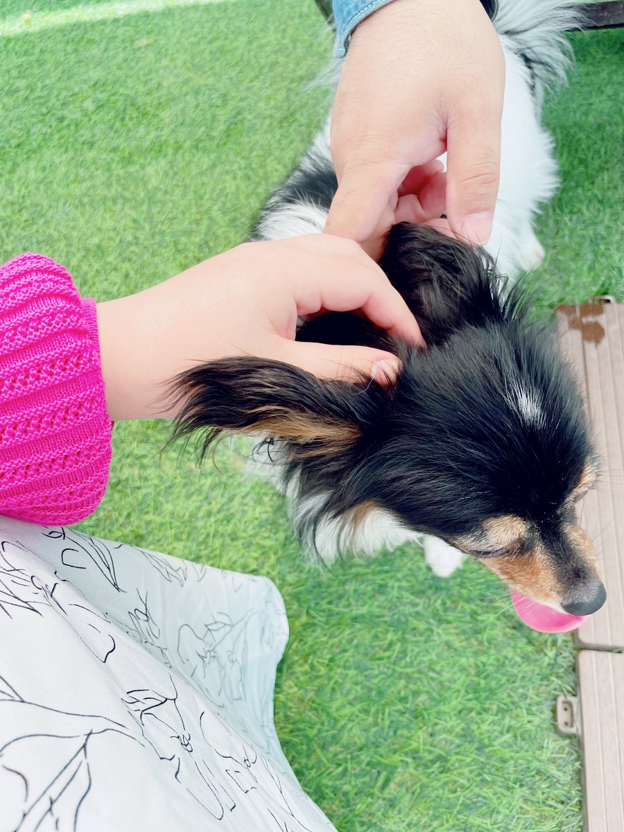 Mer_704's tweet photo. ドッグラン行ってきました https://t.co/FadcDXJ4IU