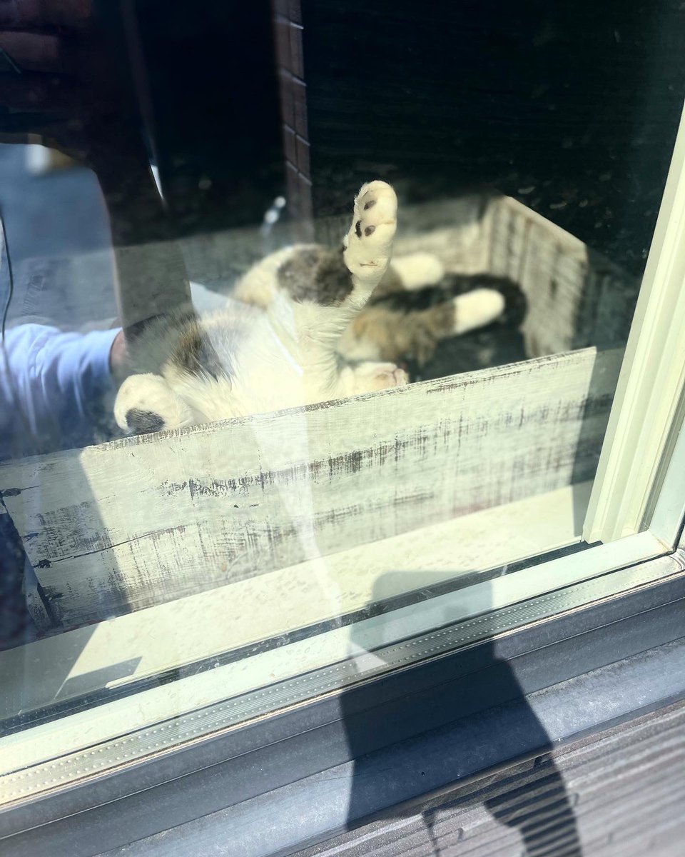 猫田さん 猫21匹の下僕 (@necotasan22) / Posts / X