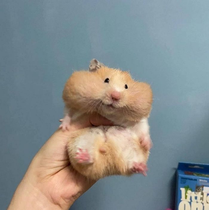 거실에 놔둔 해바라기씨가 전부 사라졌는데 유력한 용의자가 입을 안 열고 있음