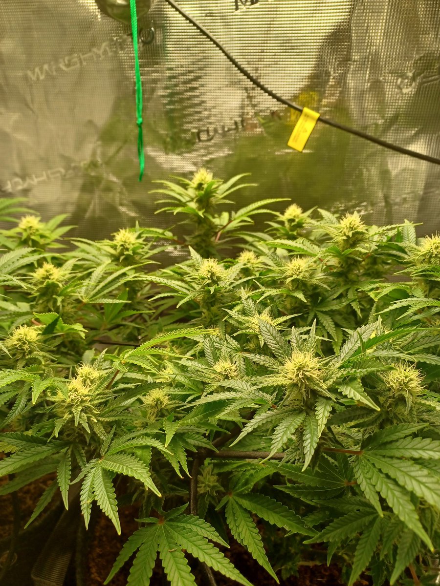 ScaryD15's tweet photo. #420Life Silvia on the left and Becky on the right the Ghost Train Sisters I just wanted to see if I could I have never grown before it is so relaxing #LegalizeAmerica https://t.co/ZHcCN2ViI1