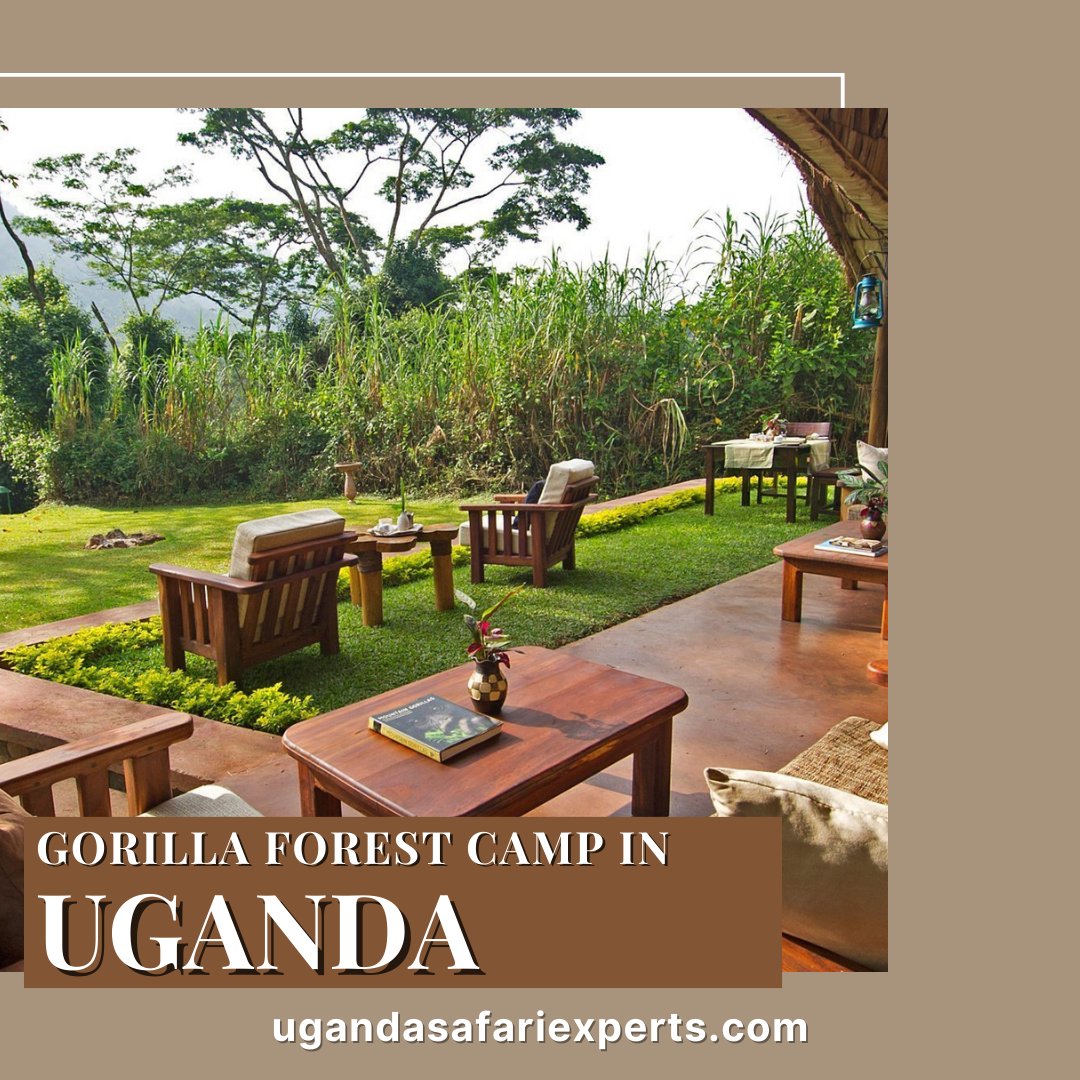 Sanctuary Gorilla Forest Camp, part of @sanctuaryretreats is a remote camp in Africa, hidden deep inside Bwindi Impenetrable Rain Forest in Uganda.

Sanctuary Gorilla Forest Camp blends in with the dramatic African mountain landscape.

 #gorillatrekking