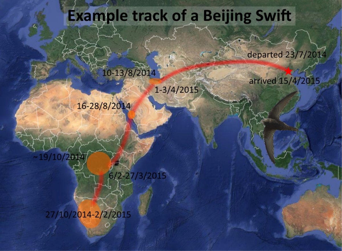 BirdingBeijing's tweet photo. The Beijing Swifts are back!  After a non-stop return flight to southern Africa, you can find them wheeling around some of the capital's iconic buildings from now until late July.  Photos by 张润坤 and 于昊. https://t.co/xezF0VdeRG