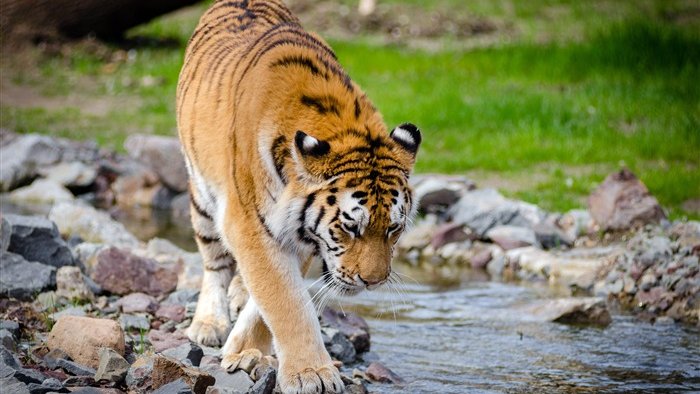 Another endangered species that deserves our attention is the African elephant, which is facing a crisis due to poaching.  <a href="/Degen_Zoo/">AI Zoo - AI generated NFT games on Solana & BSC</a>  $dzoo