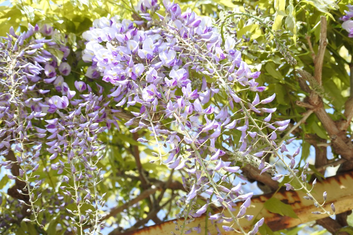 YOSHIKI92312527's tweet photo. #藤の花
#クマバチ
#イマソラ
#NIkon
#1j5
写真久々に撮ったけどやっぱり難しいですねΣ(・∀・;)
撮りたい様に撮りたいけど..... https://t.co/3N9hM1ASpE