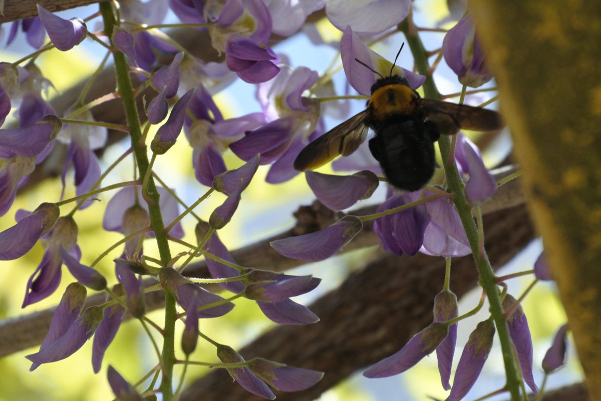 YOSHIKI92312527's tweet photo. #藤の花
#クマバチ
#イマソラ
#NIkon
#1j5
写真久々に撮ったけどやっぱり難しいですねΣ(・∀・;)
撮りたい様に撮りたいけど..... https://t.co/3N9hM1ASpE
