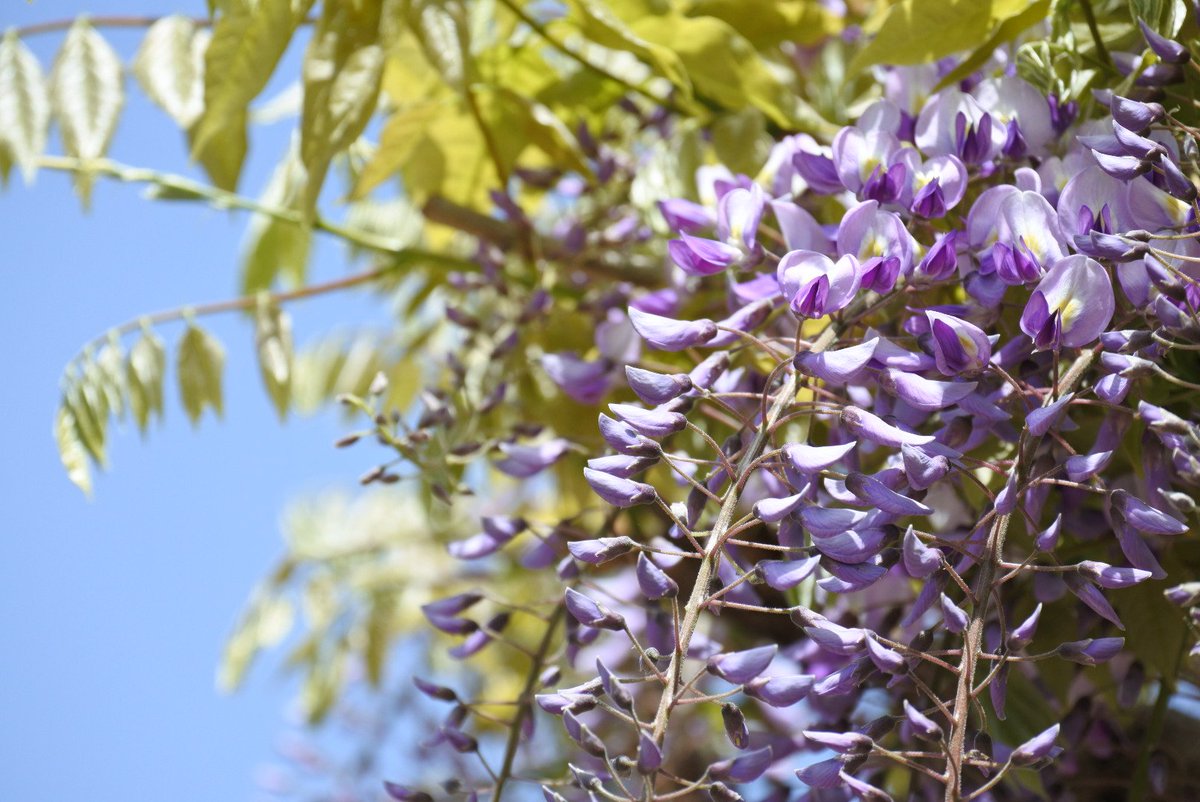 YOSHIKI92312527's tweet photo. #藤の花
#クマバチ
#イマソラ
#NIkon
#1j5
写真久々に撮ったけどやっぱり難しいですねΣ(・∀・;)
撮りたい様に撮りたいけど..... https://t.co/3N9hM1ASpE
