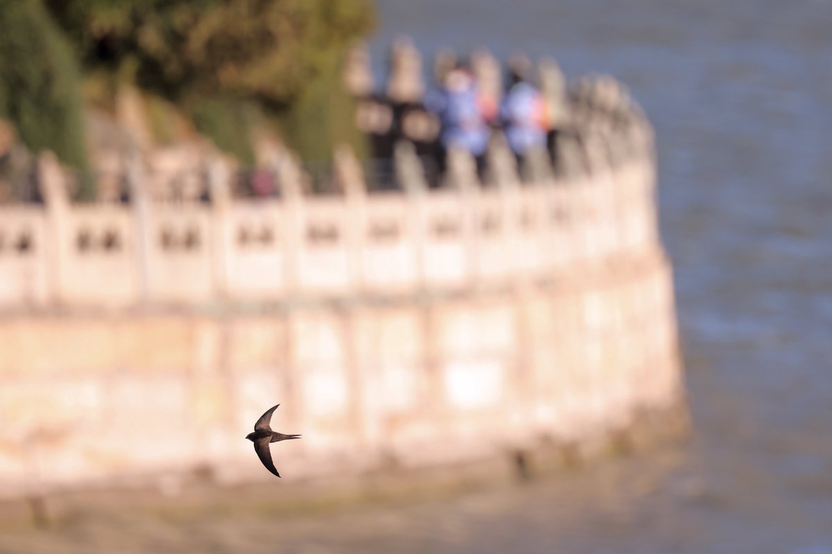 BirdingBeijing's tweet photo. The Beijing Swifts are back!  After a non-stop return flight to southern Africa, you can find them wheeling around some of the capital's iconic buildings from now until late July.  Photos by 张润坤 and 于昊. https://t.co/xezF0VdeRG