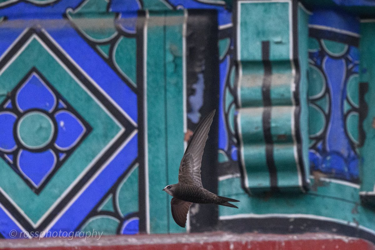 BirdingBeijing's tweet photo. The Beijing Swifts are back!  After a non-stop return flight to southern Africa, you can find them wheeling around some of the capital's iconic buildings from now until late July.  Photos by 张润坤 and 于昊. https://t.co/xezF0VdeRG