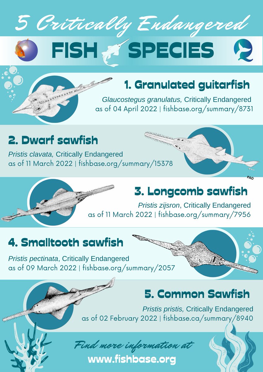 For #EarthDay2023, here are 5 #fish species recently red listed by #IUCN as #criticallyendangered – granulated #guitarfish, dwarf #sawfish, longcomb sawfish, smalltooth sawfish &amp; common sawfish.

Restoring #fishpopulations is within reach if we work together! #InvestInOurPlanet🌏