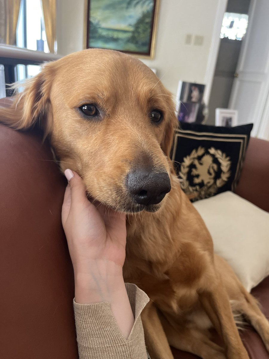 GallandMaria's tweet photo. El pewito de mis papás 🥹 🐾 https://t.co/eviQjKXjXT
