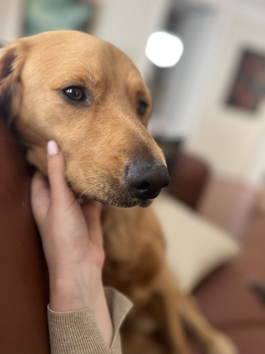 GallandMaria's tweet photo. El pewito de mis papás 🥹 🐾 https://t.co/eviQjKXjXT